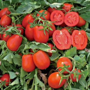 Платон F1 - томат детерминантный, 10 000 семян, (Lark Seeds) фото, цена